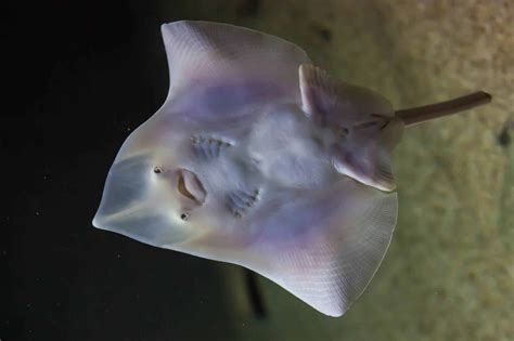 what is a skate fish|Skate (fish) .